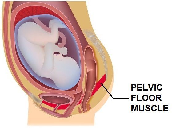illustration of pelvic floor muscle in pregnancy