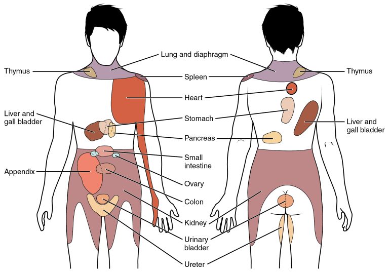 Referred pain chart