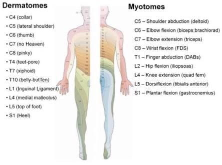 Dermatomes and myotomes chart