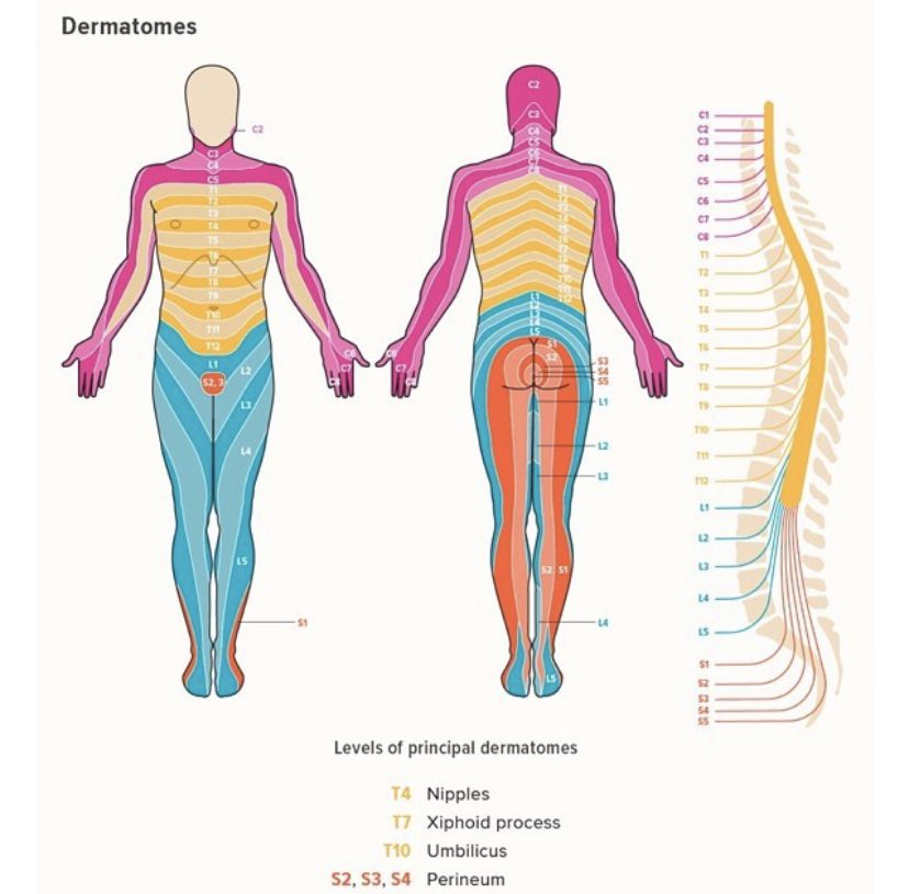 Image Showing What are Dermatomes | Orchard Health Clinic
