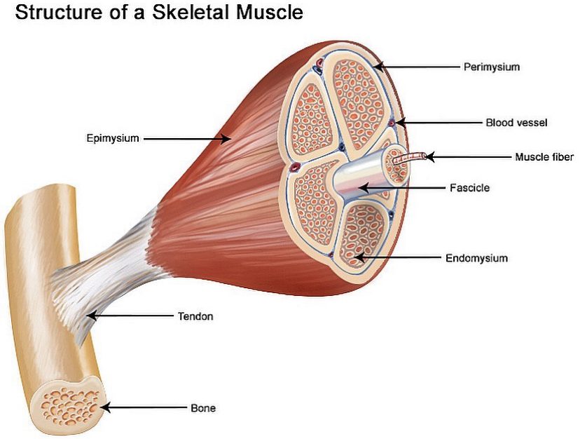diagram of muscle anatomy