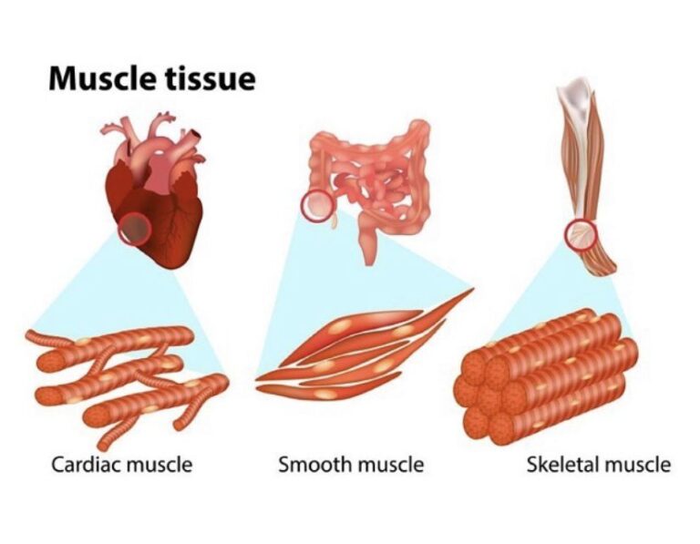 image of muscle tissues