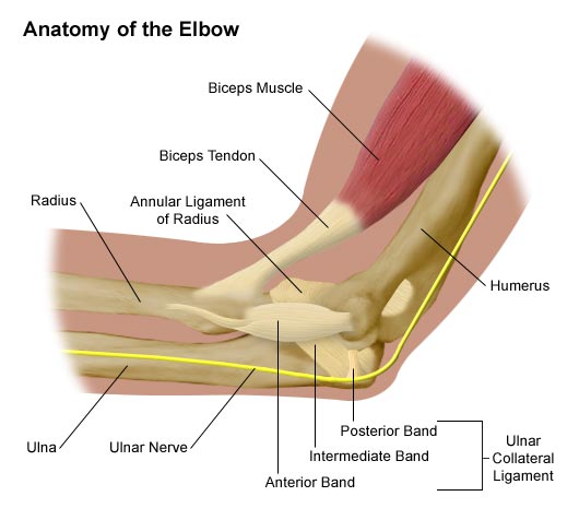 Medial Elbow Ligament Sprain - Symptoms, Causes, Treatment & Rehab