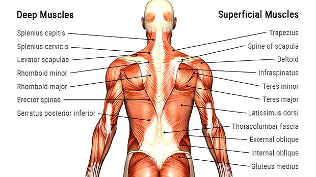 Pulled Back Muscles And Joint Irritation - Orchard Health Clinic