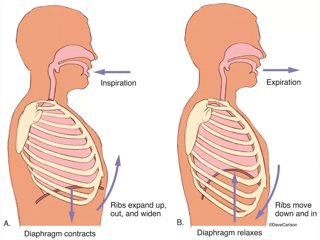 Breathing Dysfunction | Orchard Health Clinic
