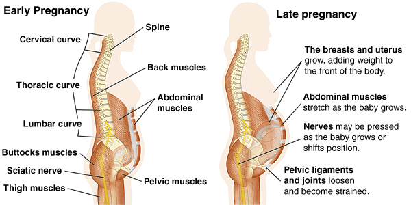 Pregnancy Related Back Pain | Orchard Health Clinic