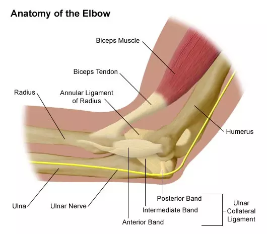 Elbow Ligament Tendon Strain
