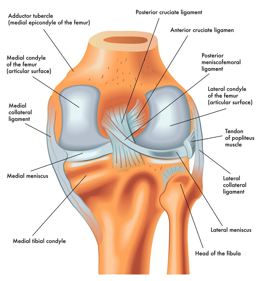 Ligament Injuries Sydney, NSW, ACL, MCL, PCL Tear Randwick