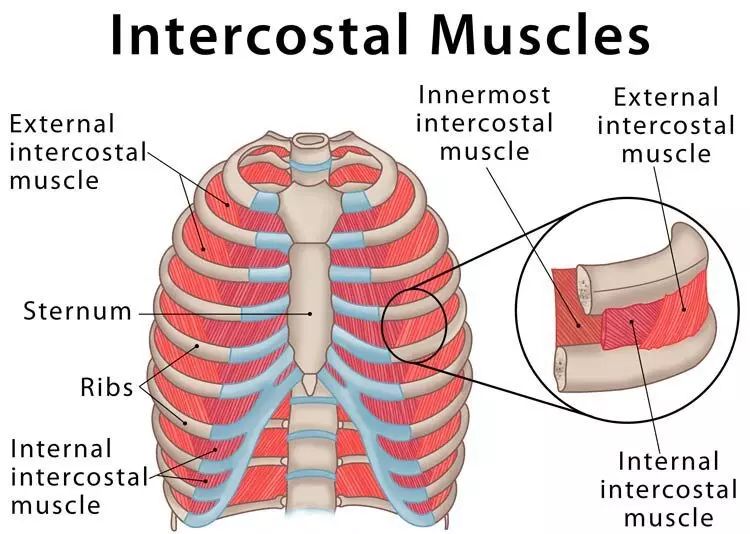 Intercostal Muscles Anatomy Musculophrenic Artery Anatomy Function