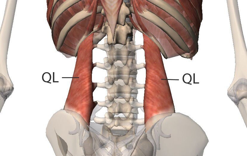 Quadratus Lumborum (QL) Pain - Orchard Health Clinic