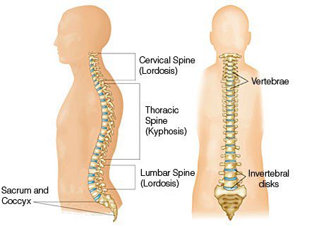 An illustration of human spine | Physiotherapy for Lordosis
