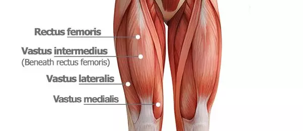 Vastus Lateralis Muscle | Orchard Health Clinic
